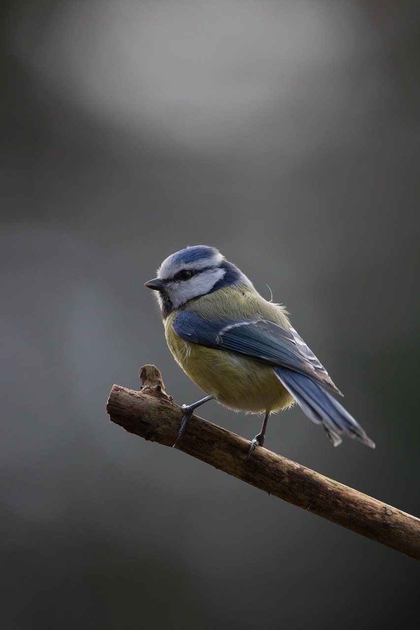 blue tit, nuthatch, bird, animal, wildlife, plumage, branch, perched, nature, birdwatching, wildlife photography, nature photography, bird photography, nature, nature, nature, nature, nature